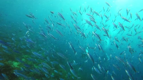 Coral reef, sea and nature with fish for underwater, swimming and natural seaweed for sustainable