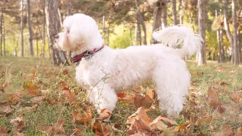 Young Woman Walking with Cute White Maltese Dog in Autumn Park on Sunset