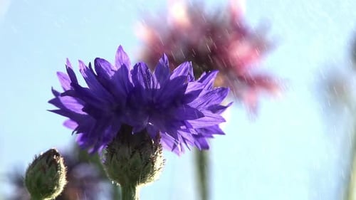 Cornflowers In The Water Particles