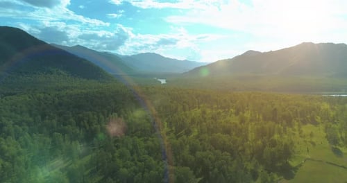 Aerial View Low Flight Above Evergreen Pine Tree Landscape with Endless Mountain Forest at Sunny