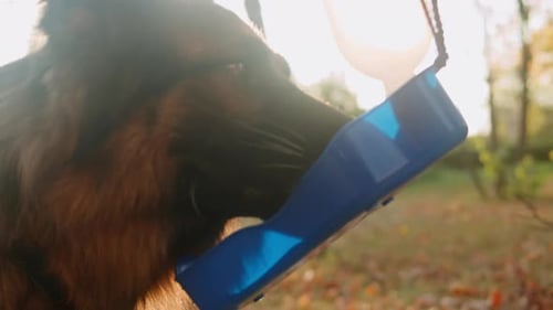 German Shepherd Dog is Drinking From Special Drinker for Dogs in the Autumn Park Back View Purebred