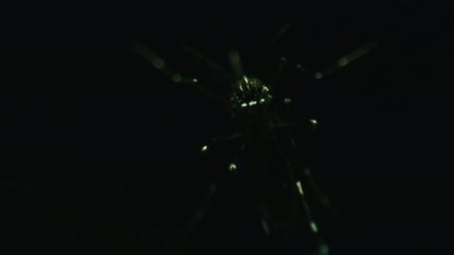 Dengue mosquito detail of the stripes on a black background (Aedes aegypti, yellow fever footage lao