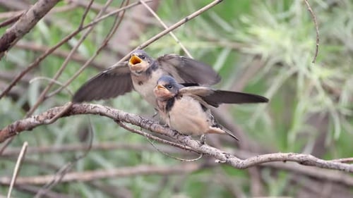 Three Young Birds Perched on a Branch