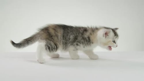 _Fondo blanco -Adorables gatitos bebés sobre fondo blanco -X054 C007 0406FA 001 2\_1_