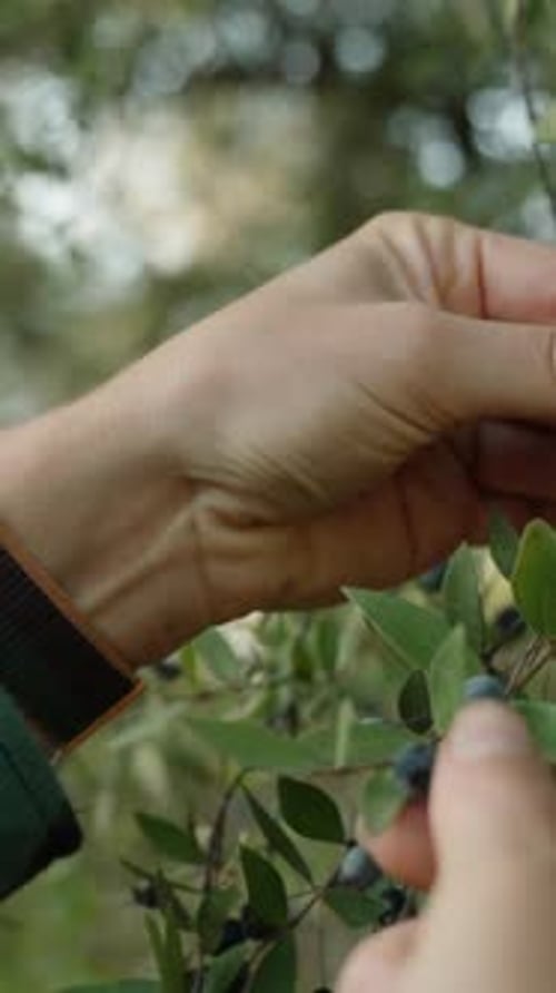 Dans la forêt, une jeune femme cueille des baies de Myrtus communis, en gros plan, Ralenti. Vidéo verticale