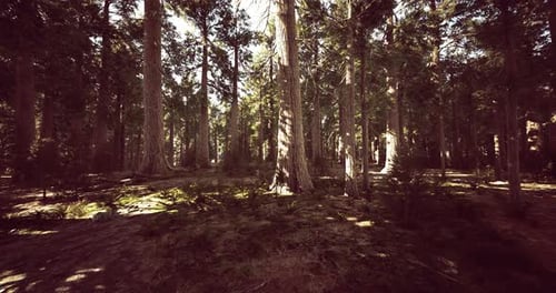 Lush Forest with Tall Trees and Sunlight Filtering Through Branches