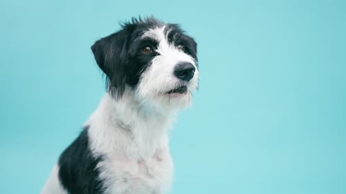 Bezaubernder schwarz-weißer Terrierhund, der neugierig aussieht