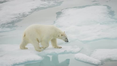 Polar Bear Cautiously Traversing Fragile Sea Ice Floes Above Frigid Arctic Waters Showcasing