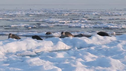 Funny Seals Show Playful Behavior Surrounded By Cold Icy Arctic Waters