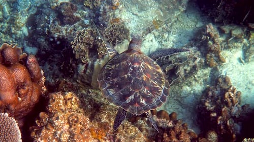 Hawksbill Sea Turtle at Thailand on Diving or Snorkeling Underwater