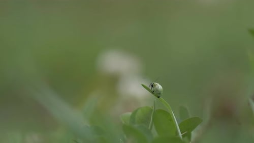 Explore beauty up close with this macro video of a Green Ladybug perched on a leaf, revealing its ch