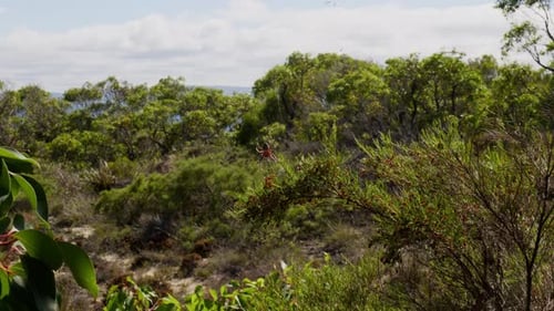Red Spider on Web in Green Forest Landscape