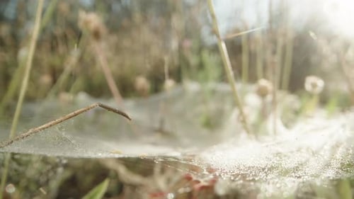 Flowers in the field with spider webs on them, in dew drops at sunrise. Macro slide.