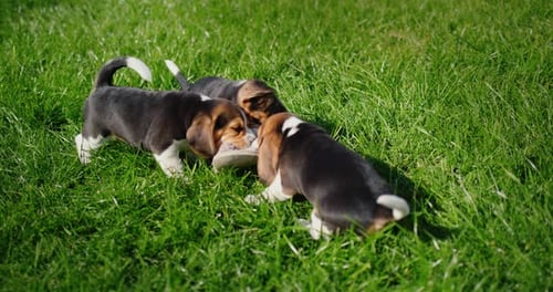 Beagle Puppies Play Together in Green Grass