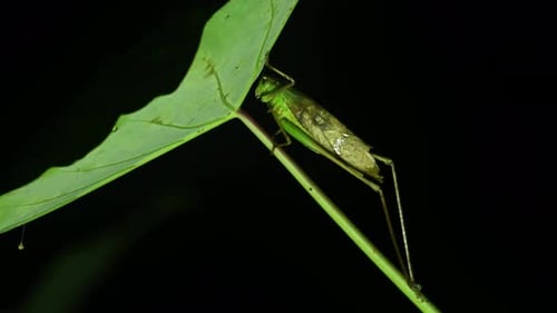 Vibrant Green Grasshopper on a Lush Leaf at Night