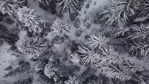 An overhead shot of a forest covered in snow The trees are close together and the snow is visible