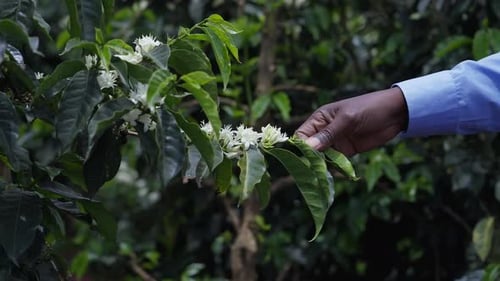 Man Holding Coffee Tree Branch Coffee Flowers