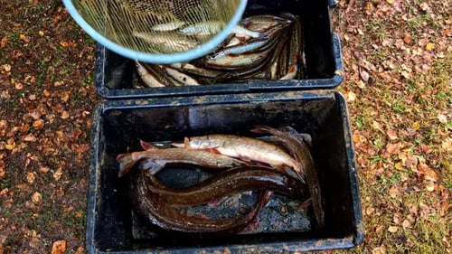 Fischfang, Fischerkübel voll mit frischem Fang, Dorschforelle, lebend, roh