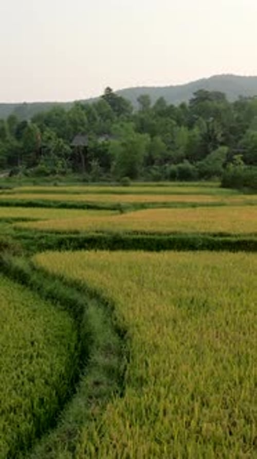 Drone survolant les vertes prairies cultivées dans la vallée entourée d'arbres et de montagnes au Vietnam