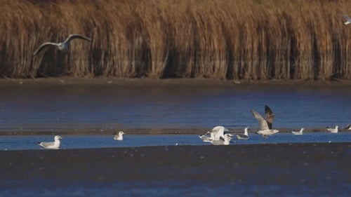Many river gulls hunt fish in lakes, rivers, and canals. Seagulls fly over the water. Seagulls grace