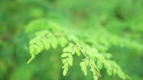 Fresh Green Leaves in Gentle Daylight