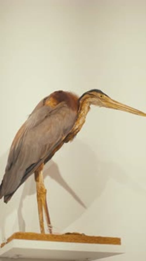 Exposition muséale d'une taxidermie de héron dans une exposition scientifique