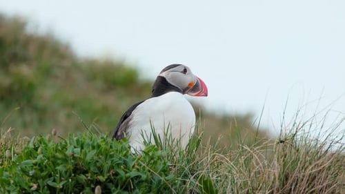 Charming Puffins Amazing Icelandic Bird in Nature Cute Bird In Wildlife Animal On The Ocean Coast