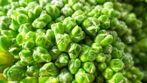 Bright Green Broccoli Floret in Close-Up