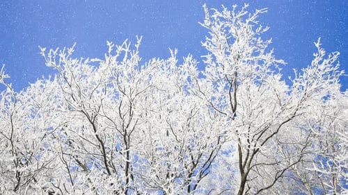 Ice Covered Trees on a Bright Winter Day