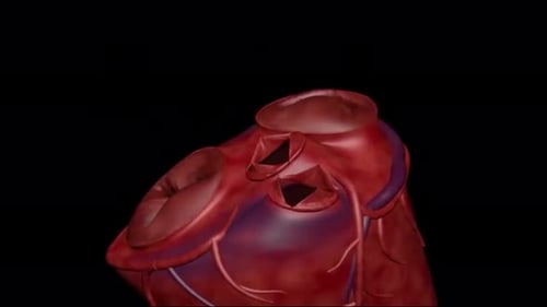 Animated Human Heart Anatomy: Valves Opening and Closing