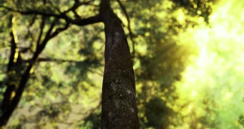 Sunlight Filters Through Leaves of a Tall Tree in a Lush Forest During Daylight