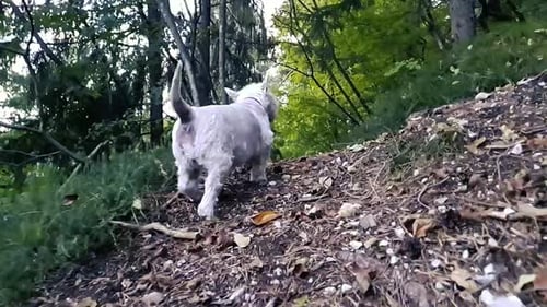 Dog in the forest. Happy dog west highland terrier running in the forest. Follow up shot of a puppy