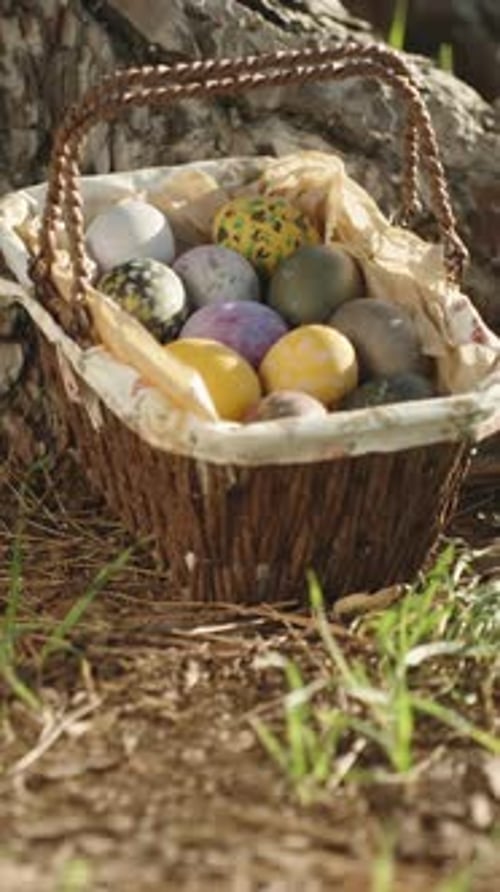 A basket with Easter decorated Eggs in a Sunny Forest near a large Pine Tree. Tilt. close up Vertica