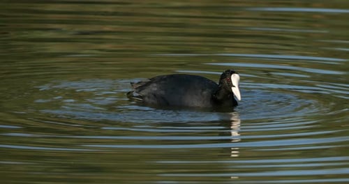 Eurasian coot, Fulica atra, the Camargue, France