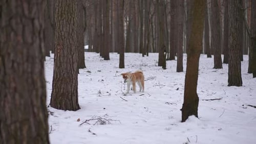 Wide Shot Winter Forest with Curious Dog Standing on White Snow Between Trees Start Running to