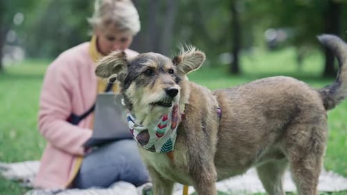 Portrait of Dog Standing in Park as Woman Working on Laptop Behind