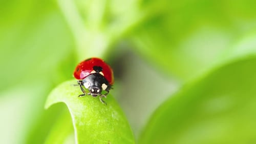 Ladybug in the Green Grass in the Forest