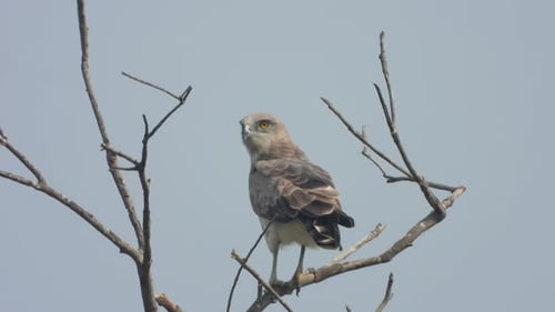 Eagle waiting for food - Hunt .