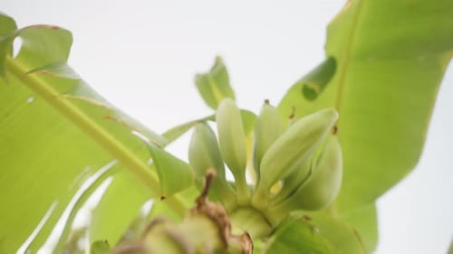 Banana bush, Green bananas, the camera slides down the branch. Close-up.