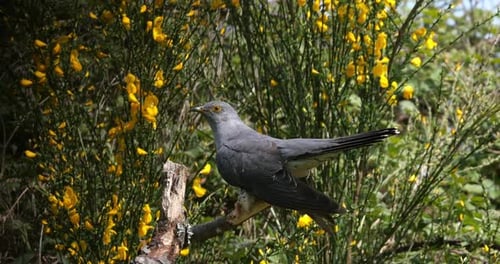 Common Cuckoo, cuculus canorus, Adult in Flight, Normandy in France, Real Time 4K