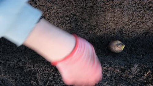 Close Up View of Daffodil Bulb and Hand A Hand Plants a Row of Daffodil Bulbs in the Soil in a