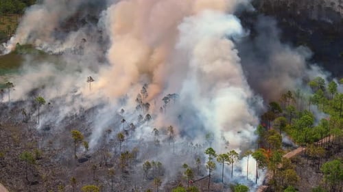 Florida Forest Consumed By Uncontrolled Wildfire with Fierce Flames and Heavy Smoke Rising Into the