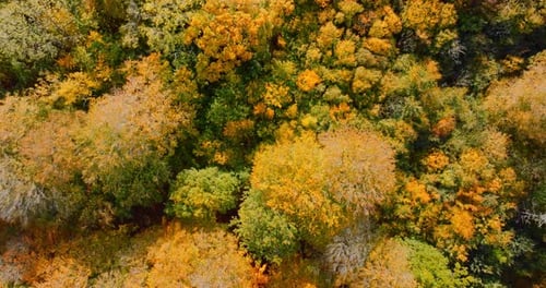Overhead View Of Autumn Trees In A Vibrant Forest Landscape
