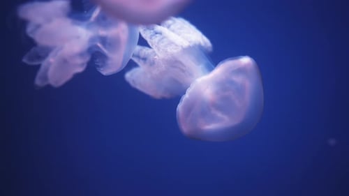 Translucent Jellyfish Gracefully Drifting in a Dark Blue Aquarium