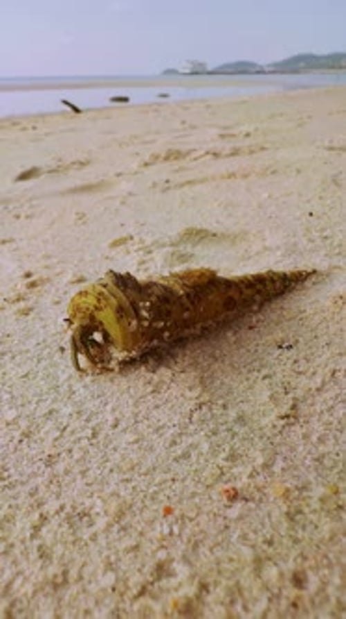 Vertical video. A Hermit Crab crawls over warm Sand in a low angle view near shallow Sea water with
