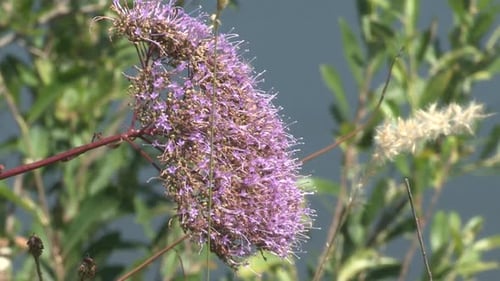 Flor morada en las orillas del río. (Trachelium caeruleum). La flor de la viuda emana un ligero aroma y
