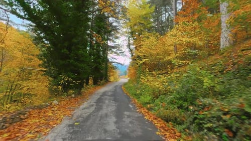 Autumn Forest Drive 4k