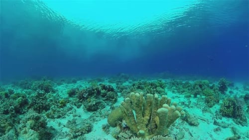 Coral Reef and Tropical Fish Philippines