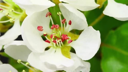 Flower Blooming, Flowers Bloom