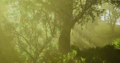 Mystical Sunlight Filters Through Lush Trees in a Serene Forest Setting